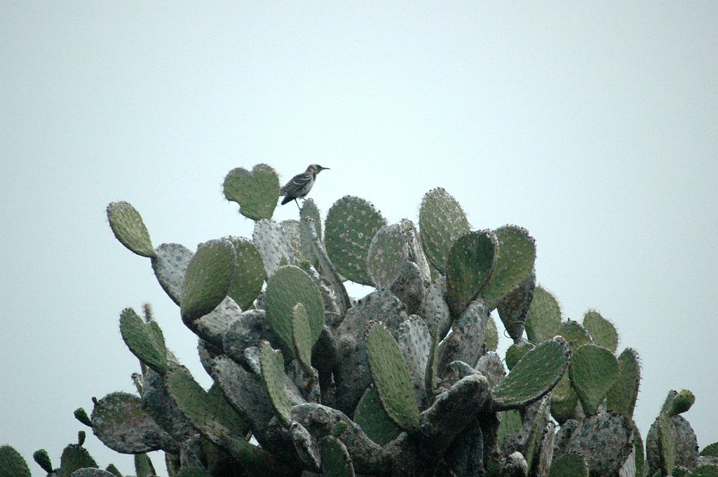 Mockingbird, Floreana, 2004-11014641.JPG - Floriana Mockingbird, Galapagos, 2004